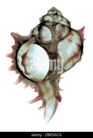 Shell, farbige X-ray. Stockfoto