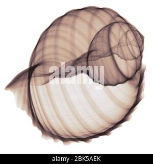 Shell, farbige X-ray. Stockfoto