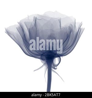 Rose (Rosa sp.), Röntgenstrahlung. Stockfoto