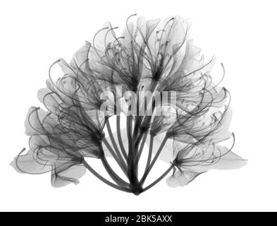 Azalea (Rhododendron sp.), Röntgenstrahlung. Stockfoto