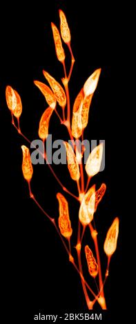 Ornamentale Chilis, farbiger Röntgenstrahl. Stockfoto