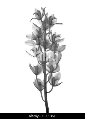 Orchidee (Cymbidium sp.), Röntgenstrahlung. Stockfoto