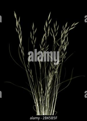 Gras, farbiges Röntgenbild. Stockfoto