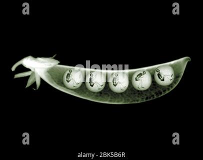 Erbsen in einer Hülse mit Skeletten, Röntgen. Stockfoto
