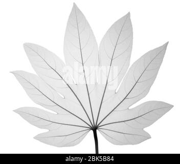 Papierfabrik (Fatsia japonica), Röntgenstrahlung. Stockfoto