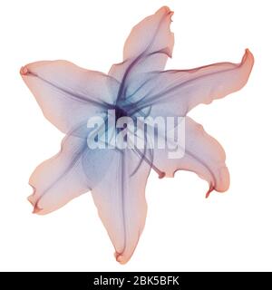 Rosa und violette Lilienblüte, gefärbtes Röntgenbild. Stockfoto