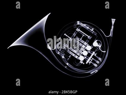 Horn, Röntgenstrahlung. Stockfoto