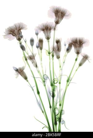 Bündel von Blumen (Dianthus sp.), farbige Röntgenstrahlung. Stockfoto