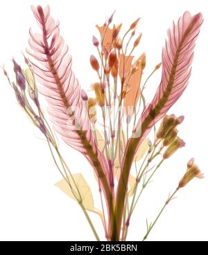 Lange Blätter und pastellfarbene Blütenknospen, farbiger Röntgenstrahl. Stockfoto