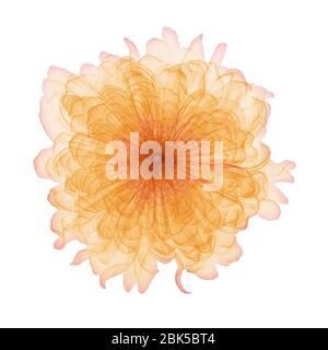 Ringelblume (Tagetes sp.) Blütenkopf, farbiger Röntgenstrahl. Stockfoto