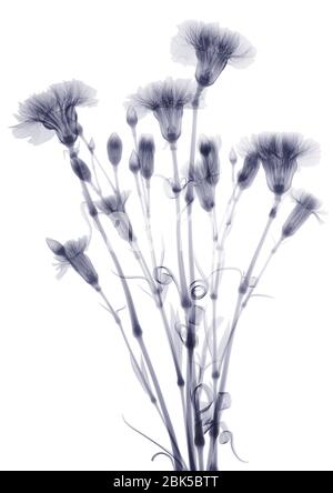 Bündel von Blumen (Dianthus sp.), Röntgen. Stockfoto