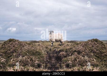 Eine Gruppe von Schafen, die auf einem üppigen grünen Feld stehen. Hochwertige Fotos Stockfoto