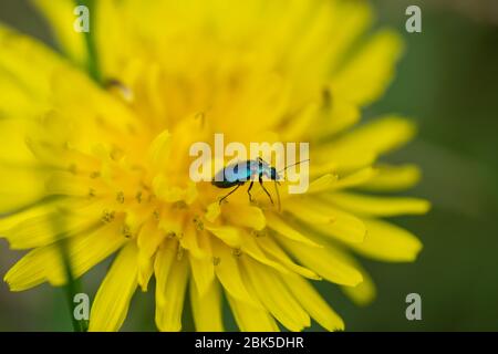 Bunte Laub Boden Käfer auf Löwenzahn Blume Stockfoto