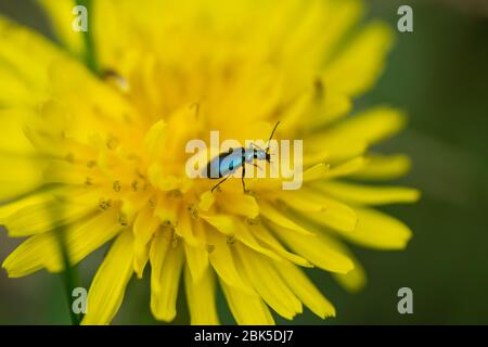 Bunte Laub Boden Käfer auf Löwenzahn Blume Stockfoto