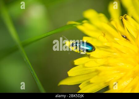 Bunte Laub Boden Käfer auf Löwenzahn Blume Stockfoto