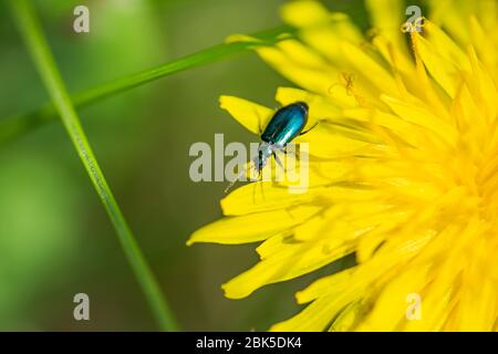 Bunte Laub Boden Käfer auf Löwenzahn Blume Stockfoto