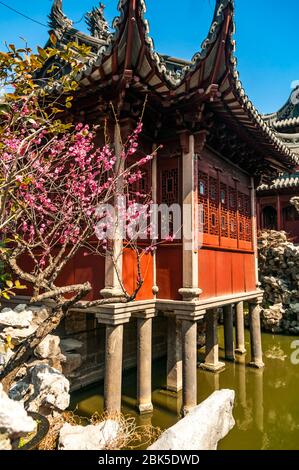 Ein Pavillon und Baum in der Blüte im Frühjahr in den Yuyuan Gärten in der Altstadt von Shanghai, China gesehen. Stockfoto