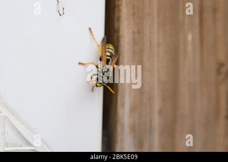 Europäische Papierwaspe im Frühling Stockfoto