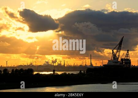 Hafen, Bezirk Maasvlakte, Rotterdam, Südholland, Niederlande, Europa Stockfoto