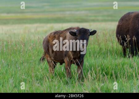 Junge Bison kaut auf Grashalm im Sommerfeld Stockfoto