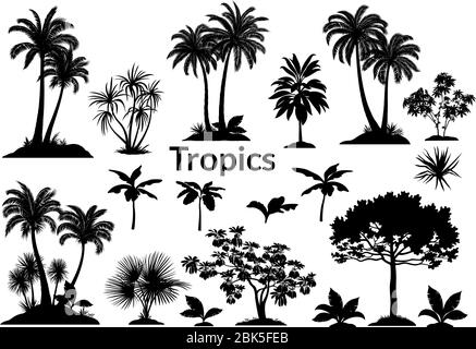Set Palmen, exotische Landschaften, tropische Pflanzen und Gras Schwarze Silhouetten isoliert auf weißem Hintergrund. Vektor Stock Vektor