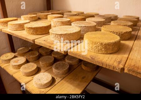 Handwerklicher Käse aus Serra da Canastra aus Milch von Caracu und Girolando Rindern, Minas Gerais, Brasilien. Stockfoto