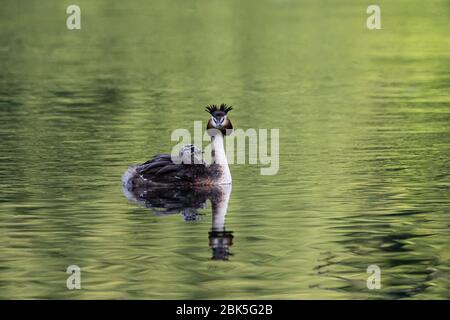 Große crested grebe mit Küken in den Rücken Federn getaucht schwimmt im Fluss Wasser Stockfoto