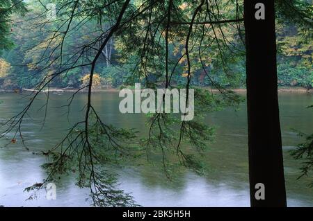 Clarion Wild and Scenic River, Cook Forest State Park, Pennsylvania Stockfoto