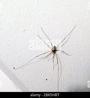 Pholcidae, allgemein bekannt als Kellerspinnen, sind eine Spinnenfamilie in der Unterordnung Araneomorphae Stockfoto