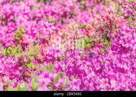 Schöne rosa und lila Azaleen Blumen im botanischen Garten von Kiew, Ukraine. Floraler Hintergrund Stockfoto