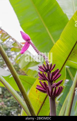 Lila oder rote Bananenpflanze Heliconia Blume aus der tropischen Natur in Perdana Botanical Garden, Malaysia. Stockfoto