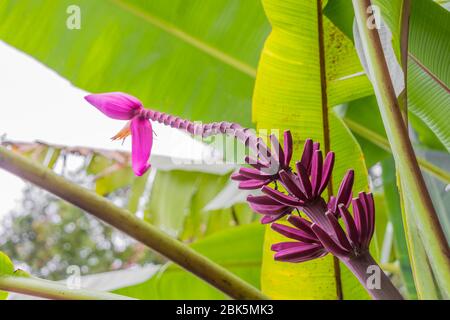 Lila oder rote Bananenpflanze Heliconia Blume aus der tropischen Natur in Perdana Botanical Garden, Malaysia. Stockfoto