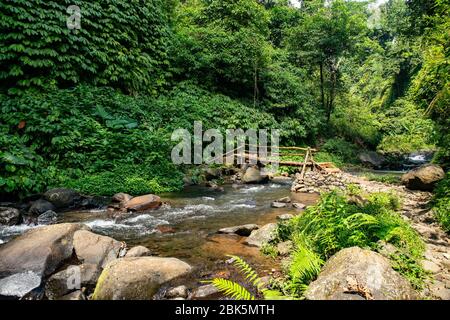 Die alte, klapprige Bambusbrücke überquert den Fluss im dichten, üppigen Regenwald Stockfoto