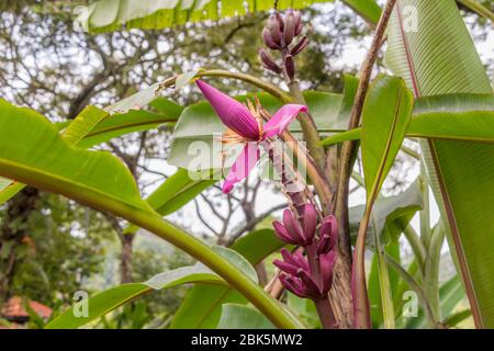 Lila oder rote Bananenpflanze Heliconia Blume aus der tropischen Natur in Perdana Botanical Garden, Malaysia. Stockfoto