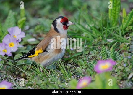 Europäischer Goldfink (Carduelis carduelis) auf der Blumenwiese, Baden-Württemberg, Deutschland Stockfoto