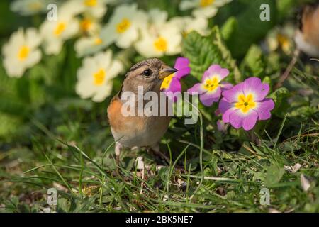 Brambling (Fringilla montifringilla) Weibchen, die auf der Blumenwiese Baden-Württemberg Nahrung suchen Stockfoto