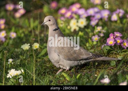 Eurasische Halswirbtaube (Streptopelia decaocto) in Blumenwiese, Baden-Württemberg, Deutschland Stockfoto