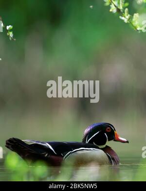 Männliche Holzente (Aix sponsa) auf Teich im Frühjahr, Cascade Mountains, Snohomish County, Washington, USA Stockfoto