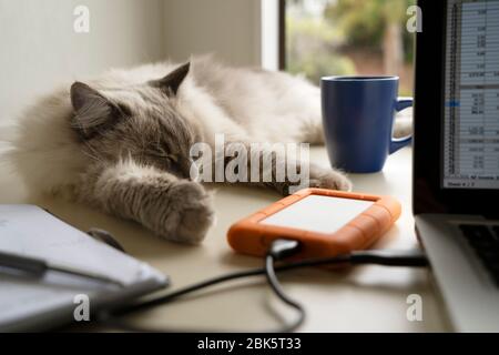 Nette ziemlich flauschige Erwachsene weibliche Luchs Punkt Ragdoll Katze auf einem Home-Office-Schreibtisch hinter einem Laptop-Computer, tragbare Festplatte und Notebook. Stockfoto