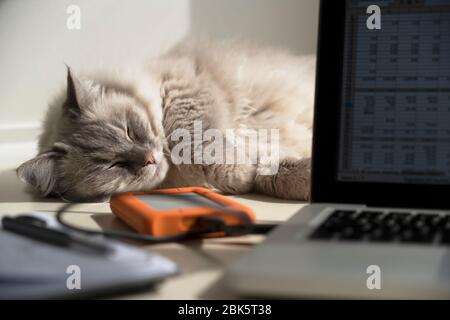 Nette ziemlich flauschige Erwachsene weibliche Luchs Punkt Ragdoll Katze auf einem Home-Office-Schreibtisch hinter einem Laptop-Computer, tragbare Festplatte und Notebook. Stockfoto