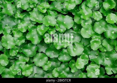 Waldgrün Agdrocotyle in der Regenzeit mit grünem Hintergrund Stockfoto