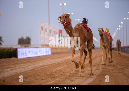 Ferngesteuerte Roboter-Kameljockeys auf der Al Marmoom Kamelrennbahn in Dubai, Vereinigte Arabische Emirate Stockfoto