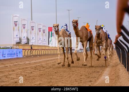 Ferngesteuerte Roboter-Kameljockeys auf der Al Marmoom Kamelrennbahn in Dubai, Vereinigte Arabische Emirate Stockfoto