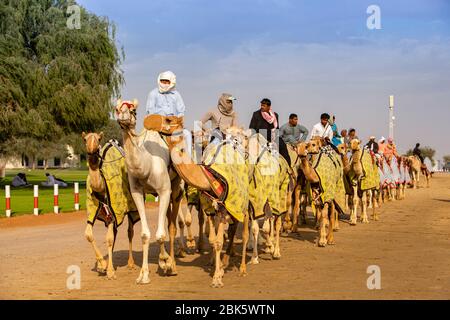 Kamelrennen auf der Al Marmoom Rennstrecke in Dubai, Vereinigte Arabische Emirate Stockfoto