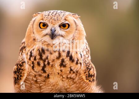 Desert Eagle Owl im Dubai Desert Conservation Reserve, Dubai, Vereinigte Arabische Emirate Stockfoto