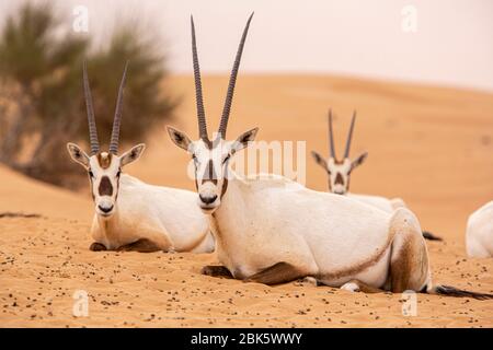 Arabian Oryx Herde im Dubai Desert Conservation Reserve, Dubai, Vereinigte Arabische Emirate Stockfoto