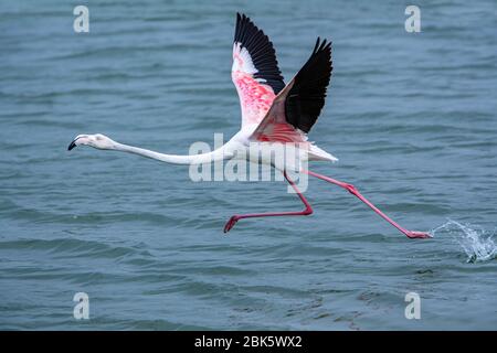 RAS Al Khor Wildlife Sanctuary in Dubai, Vereinigte Arabische Emirate Stockfoto