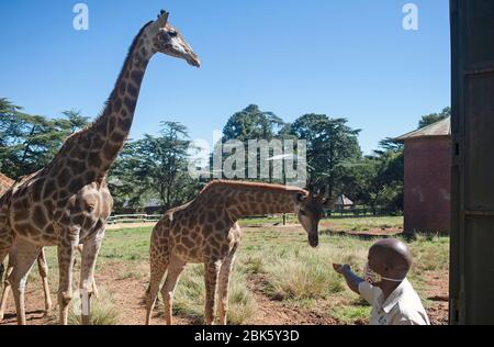 Johannesburg, Südafrika. Mai 2020. Ein Mitarbeiter füttert am 1. Mai 2020 Giraffen im Johannesburg Zoo in Johannesburg, Südafrika. Der Zoo ist seit März 26 wegen der COVID-19-Pandemie geschlossen. Kredit: Shiraaz Mohamed/Xinhua/Alamy Live News Stockfoto