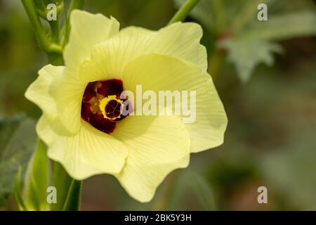 Damen Finger Okra Pflanzenblume Nahaufnahme von gelben Blütenblättern und roten Staubblättern und Pollen. Stockfoto