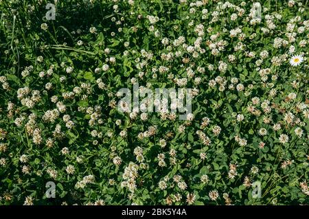 Hummel sitzt auf einem weißen Blütenklee Trifolium pratense. Draufsicht Stockfoto